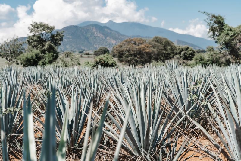 Tequila aging Everything you want to know The Manual
