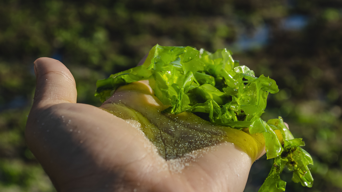 sea moss in someone's hand