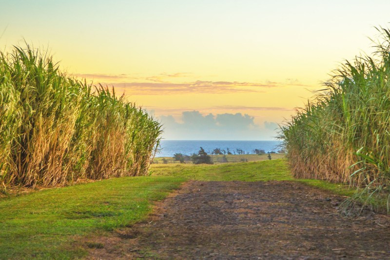 A Kuleana Rum Works sugarcane field.