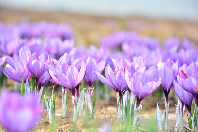 saffron flowers