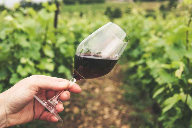 Red wine glass in vineyard