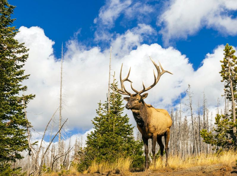 Elk at Yellowstone National Park