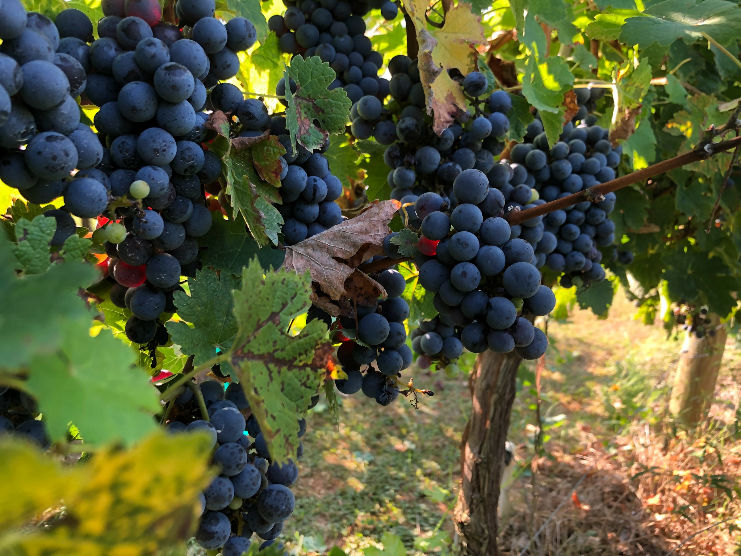 Grapes on vine