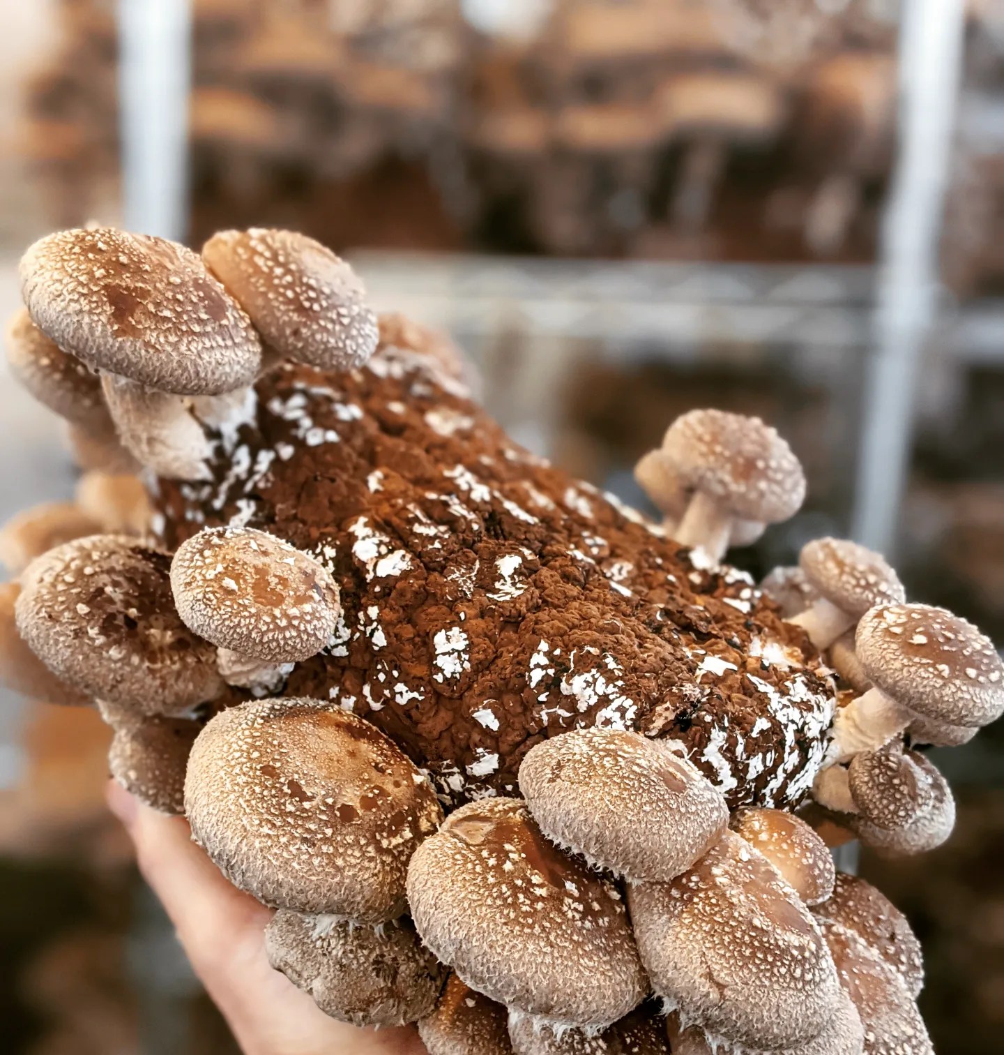 Cascadia mushrooms