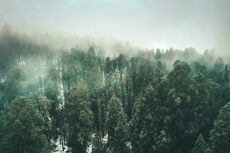 A grove of sequoia trees seen through a thick fog.