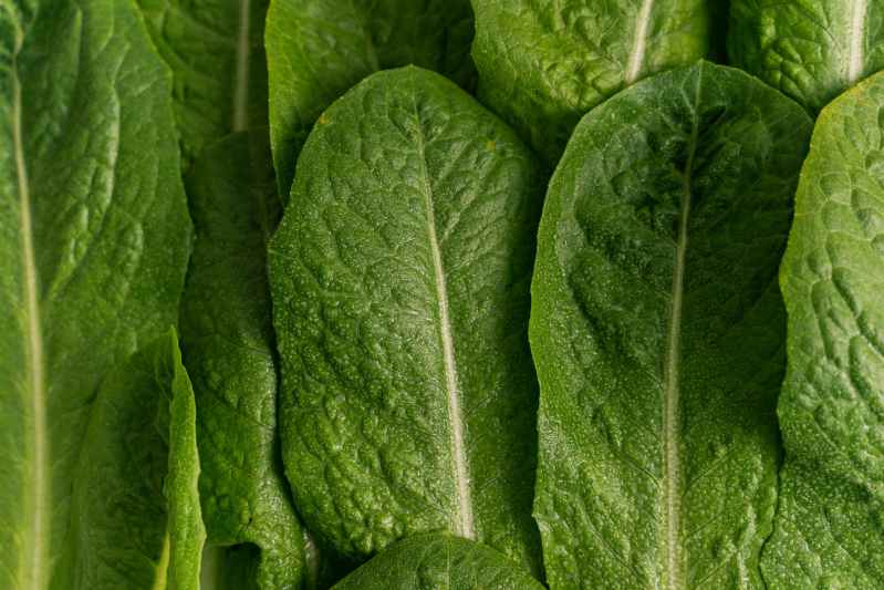 Up close lettuce leaves