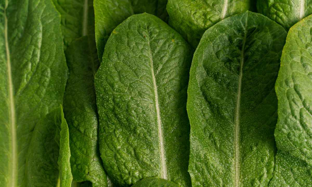Up close lettuce leaves