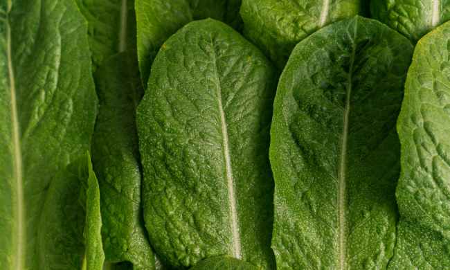 Up close lettuce leaves
