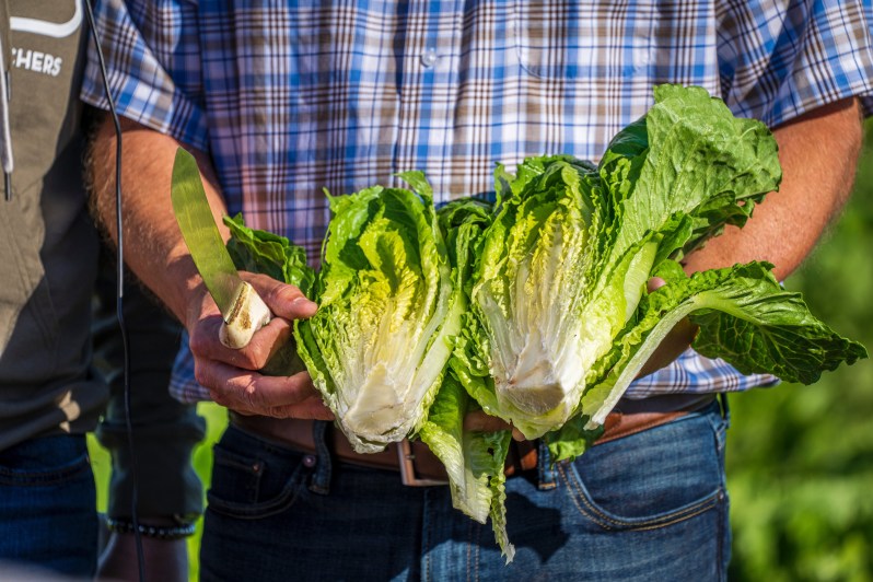 Man outside holding a cut head of lettuce