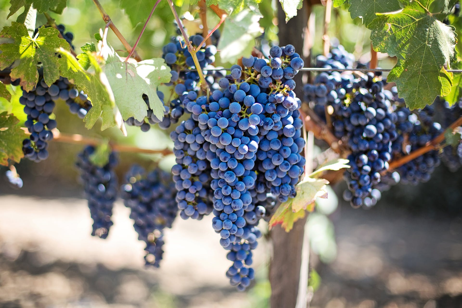 Grapes on vine