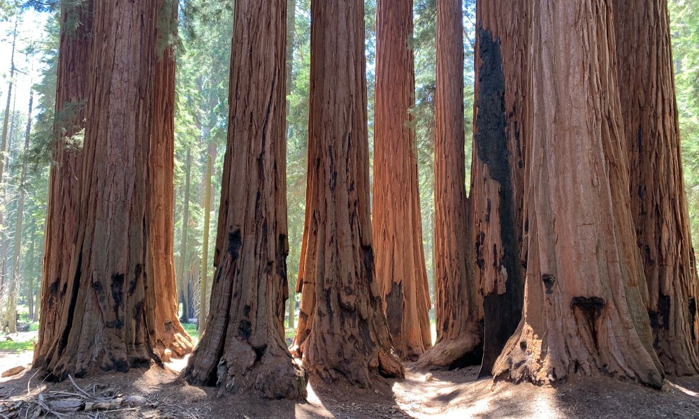 A stand of Giant Sequoia trees in California.