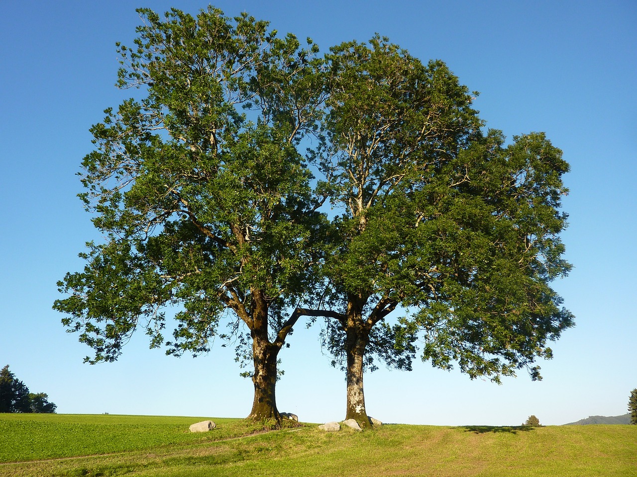 Two large ash trees towering in a field on a sunny day