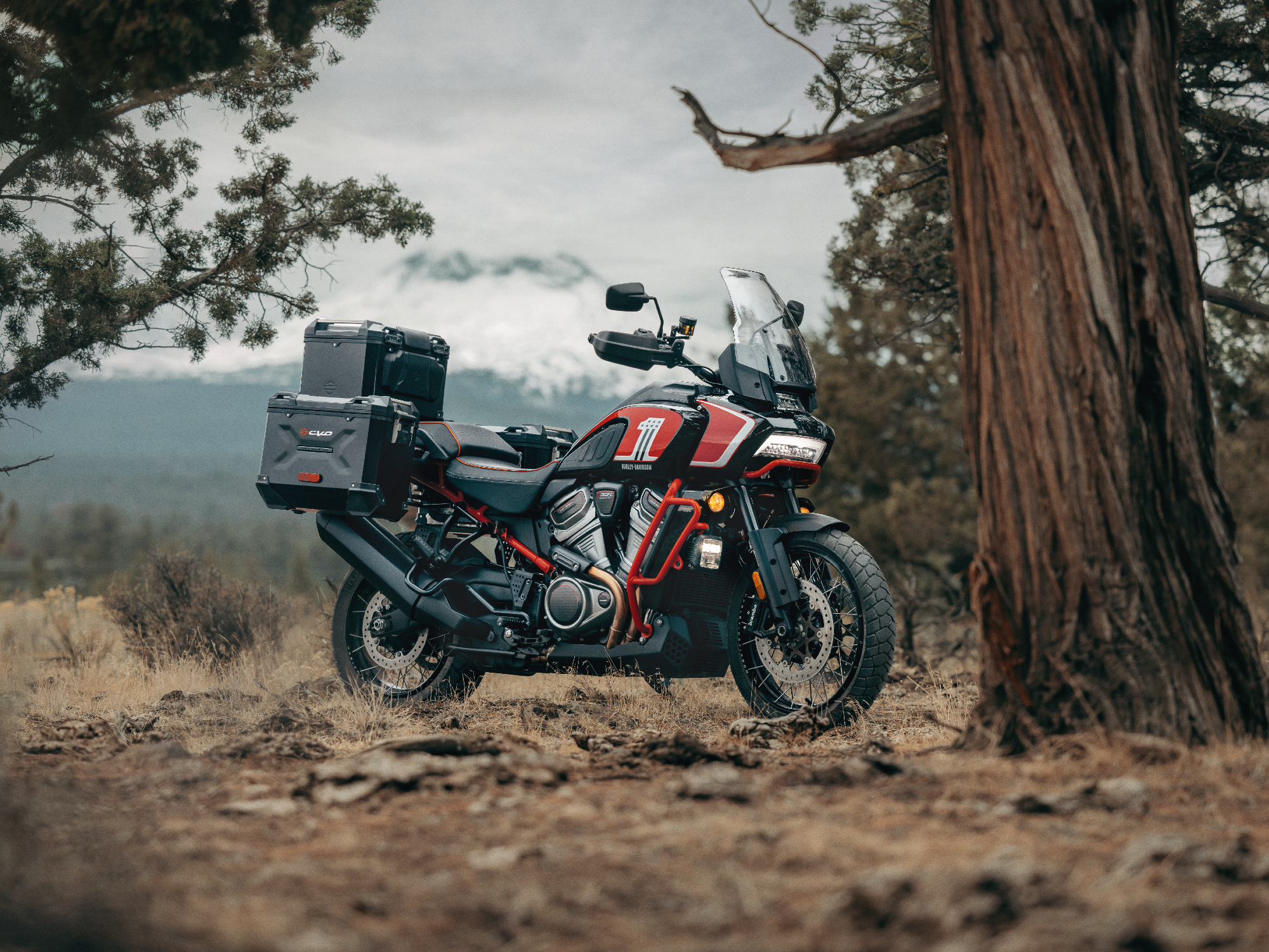 2024 Harley-Davidson CVO Pan America parked in forest near the base of a giant tree.