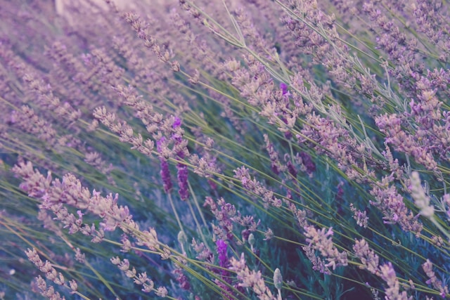 Lavender plant