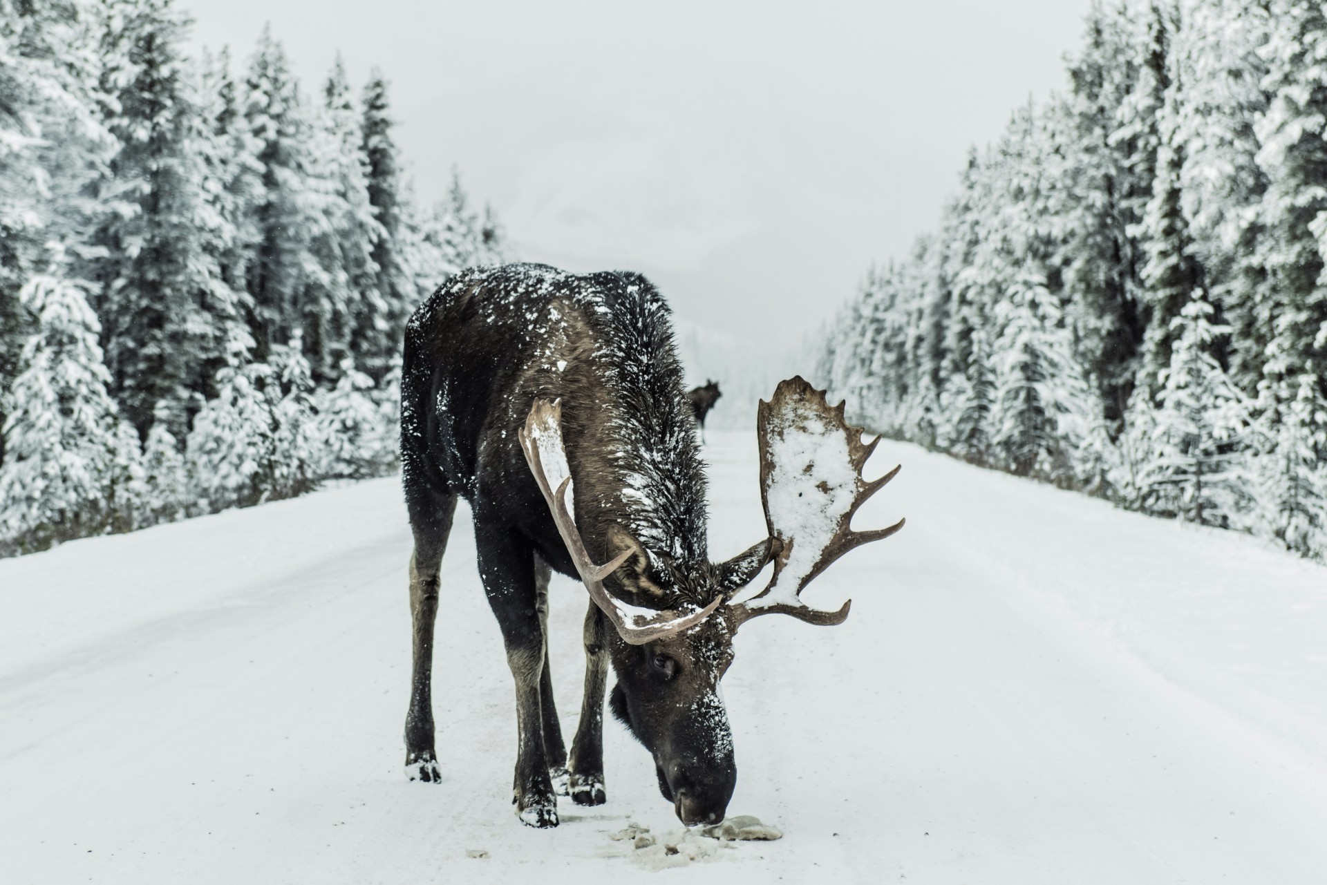 A moose on a snowy road