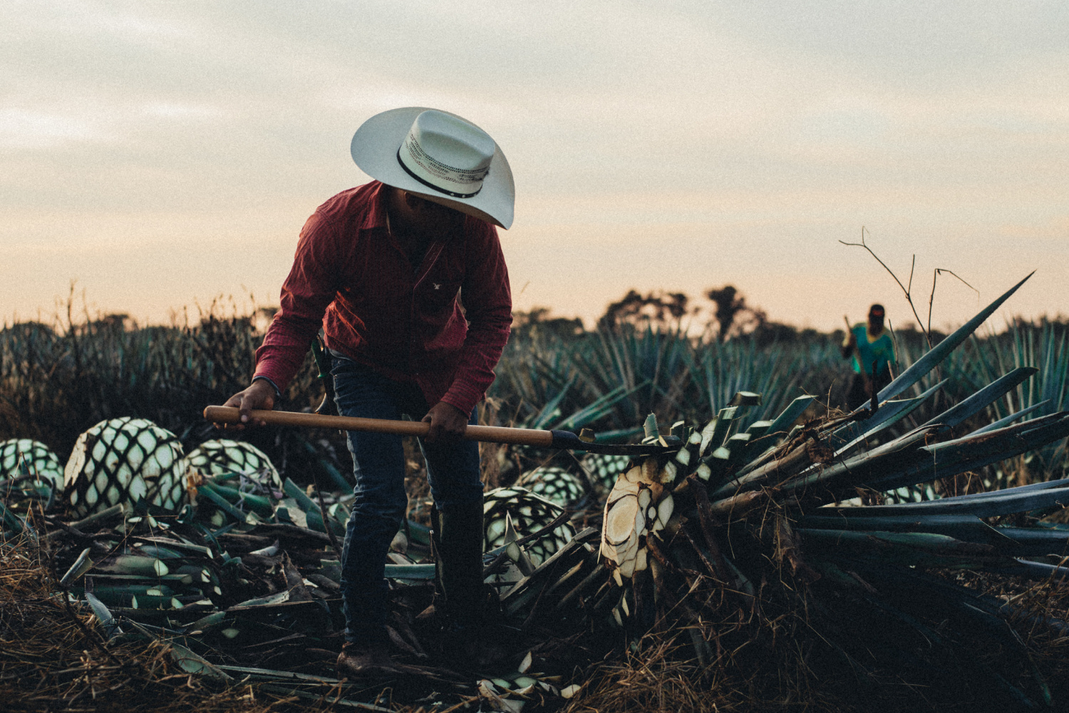 The fields at El Cristiano Tequila.