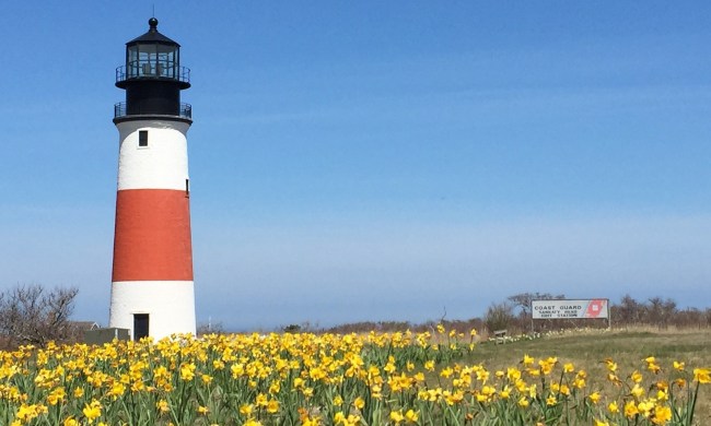 Nantucket lighthouse and daffodils