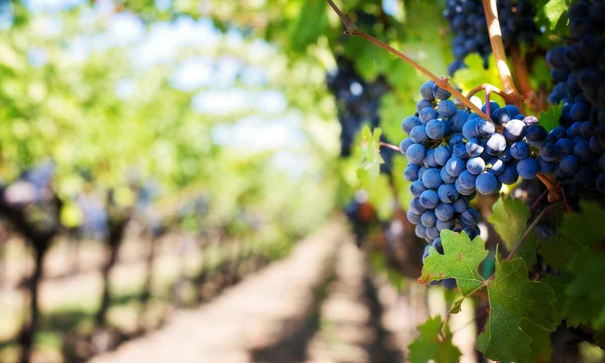 Grapes on vineyard
