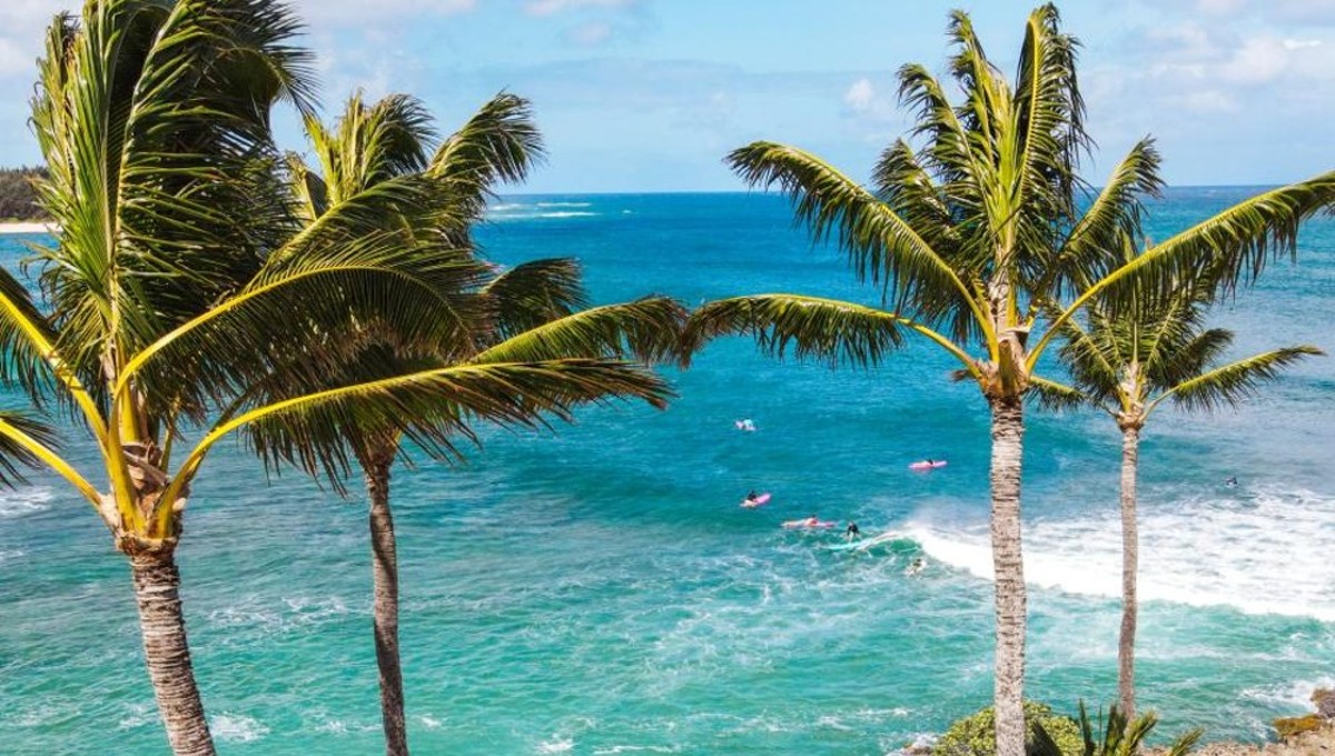Ocean and trees at Turtle Bay Resort