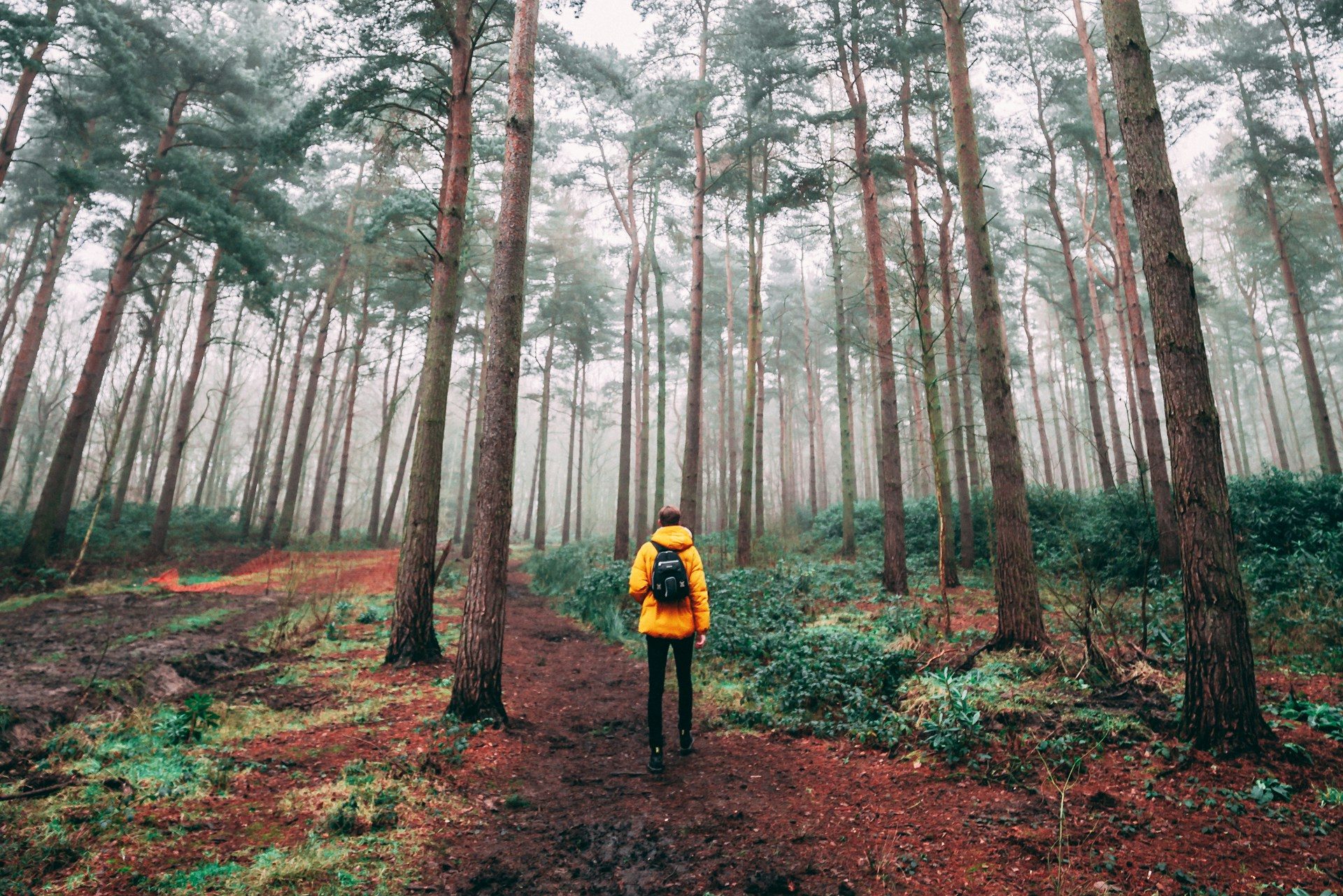 A man wearing a yellow jacket and backpack hiking and backpacking through a forest or grove of tall trees