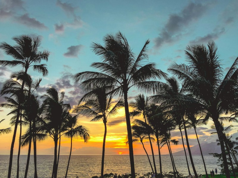 Palm trees in Hawaii