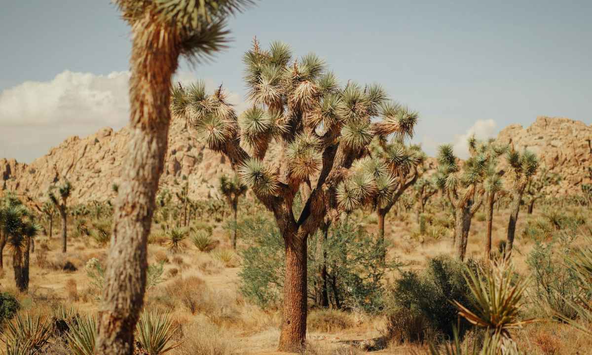 joshua trees in desert