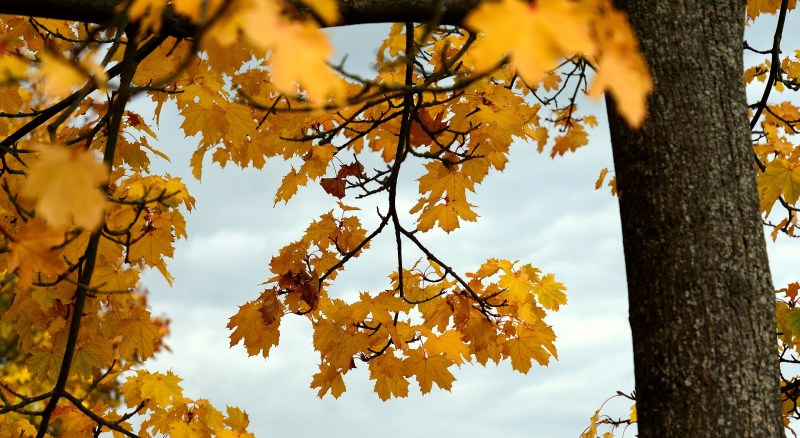 Yellow leaves on a tree in fall