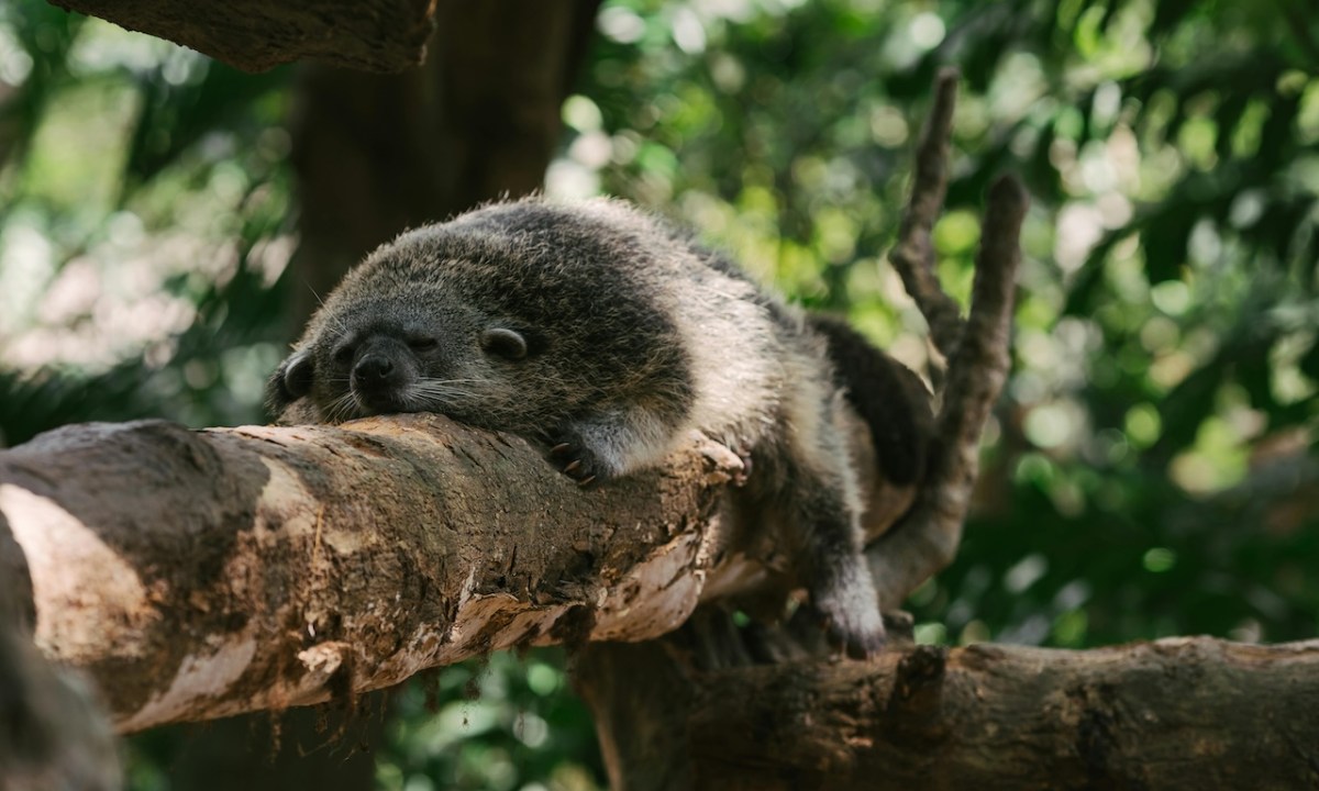 civet