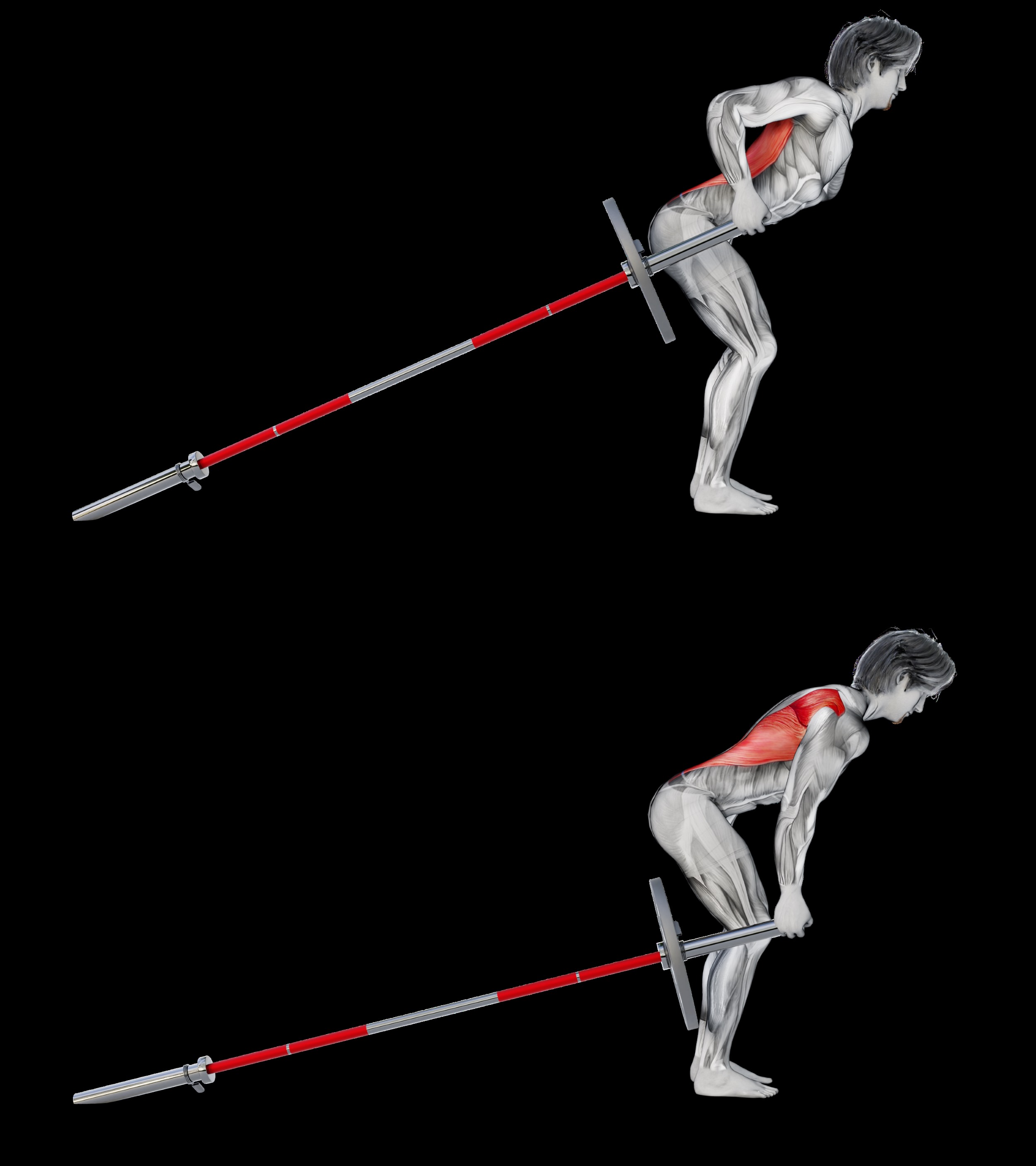 Row Stand If you want to strengthen your back, master the landmine row - The Manual