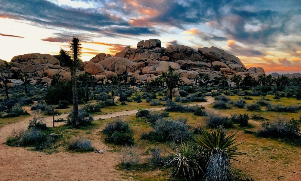 Joshua Tree National Park sunset