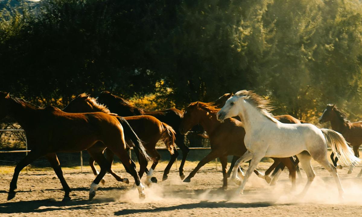 white and brown horses running together outside fast