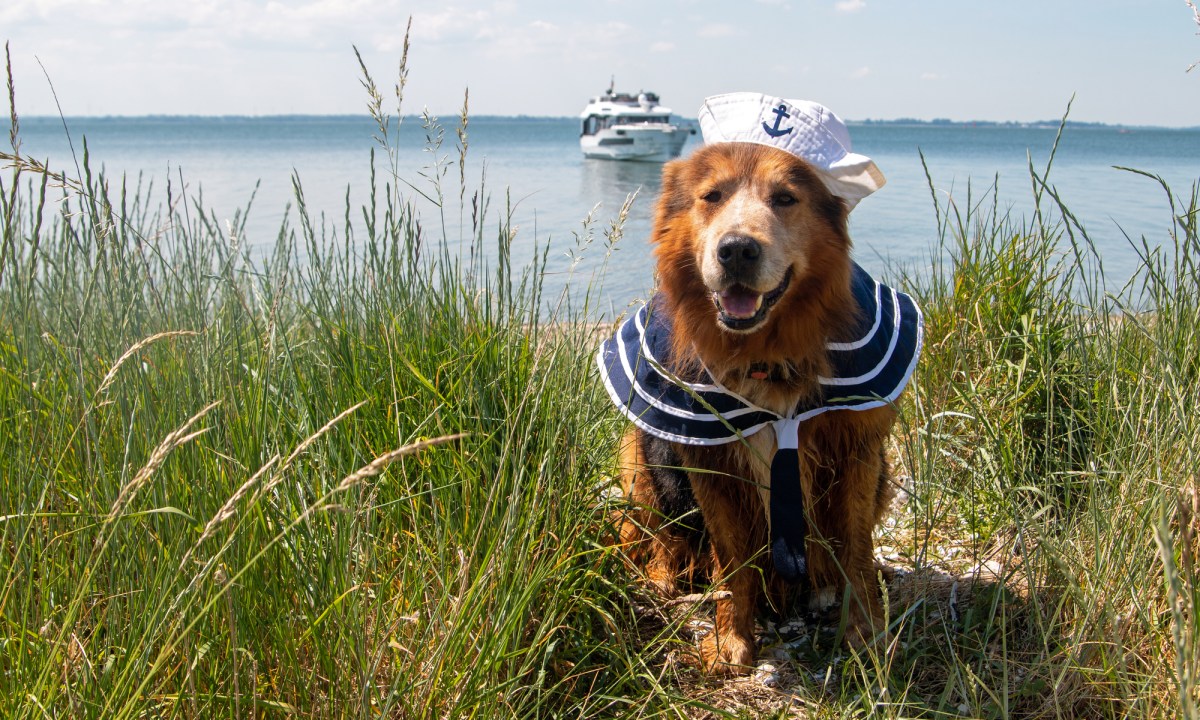 Dog with boat in background