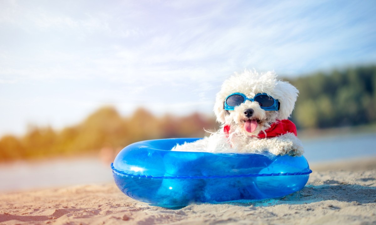 Dog with sunglasses