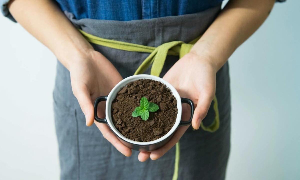 Coffee grounds in a plant