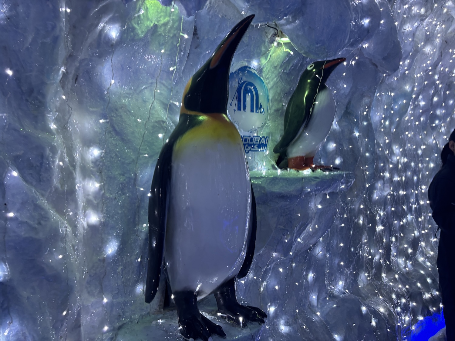 You can have dinner with penguins in Dubai: Here’s what it’s like - The ...