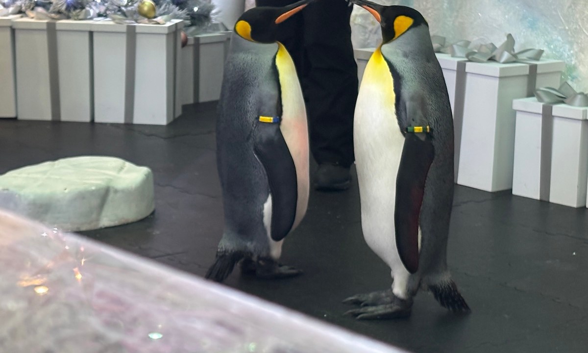 Ski Dubai Penguins