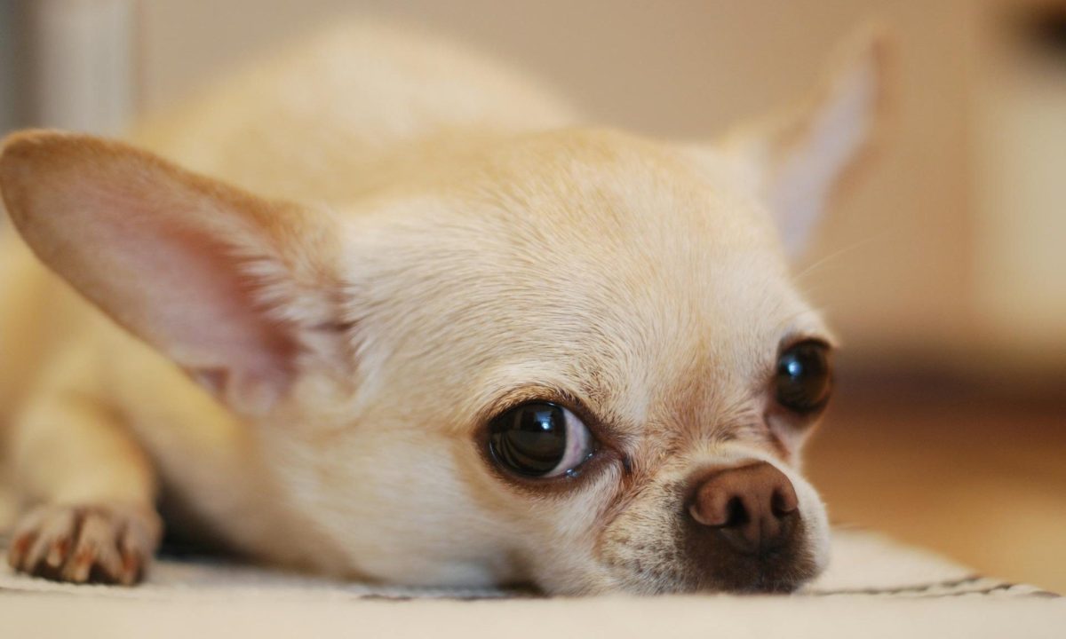 chihuaha