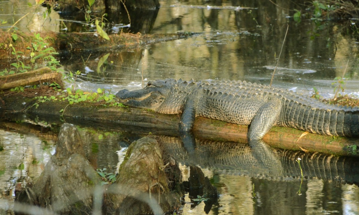 Alligator relaxing on a log at Everglades National Park