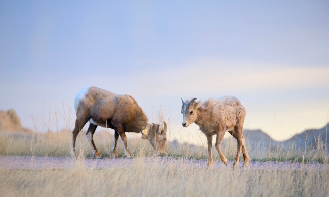 Longhorn goats at Badlands National Park