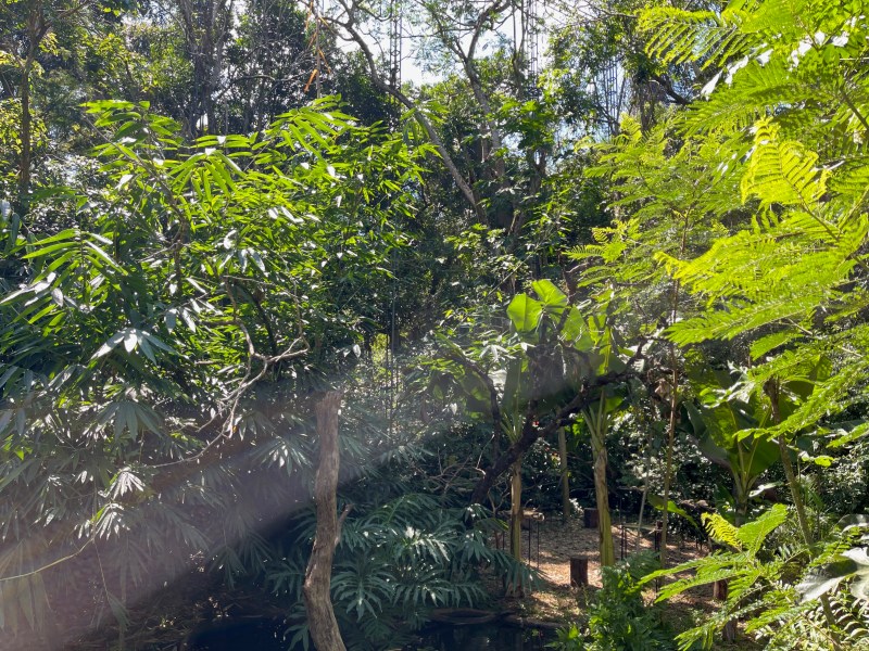 Forest during the hike up Acatenango