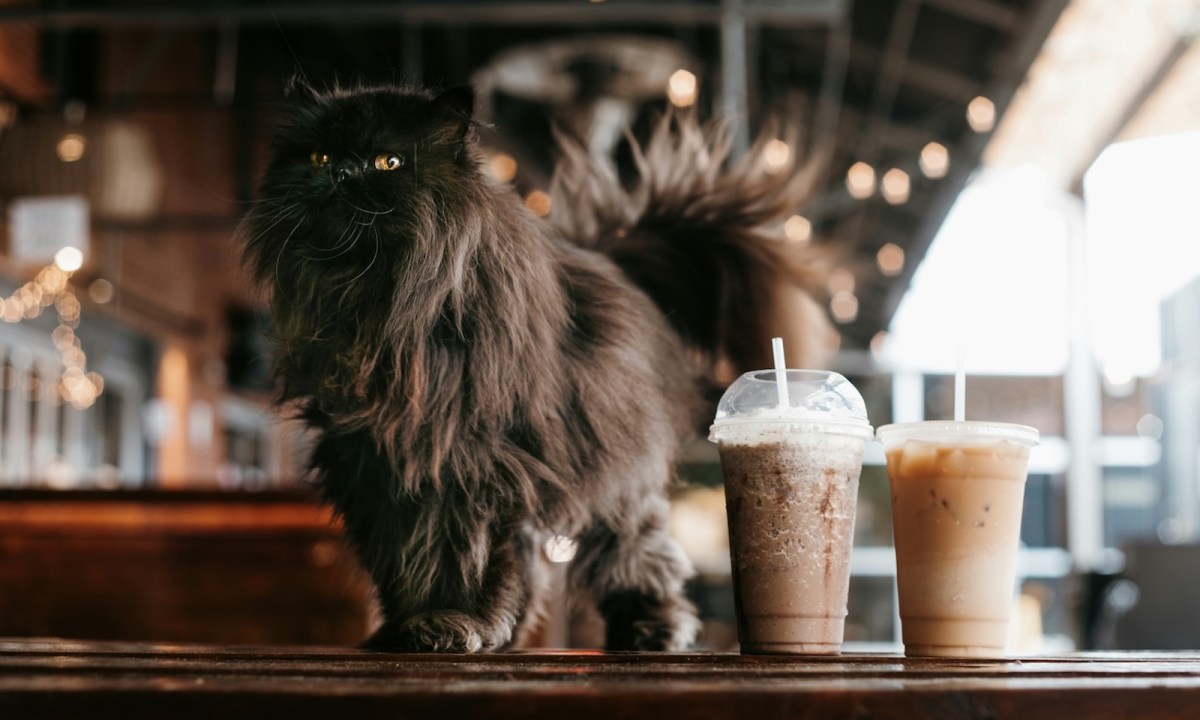 frozen cappuccino