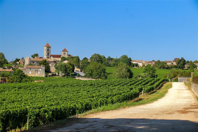 Vineyards in Bordeaux, France