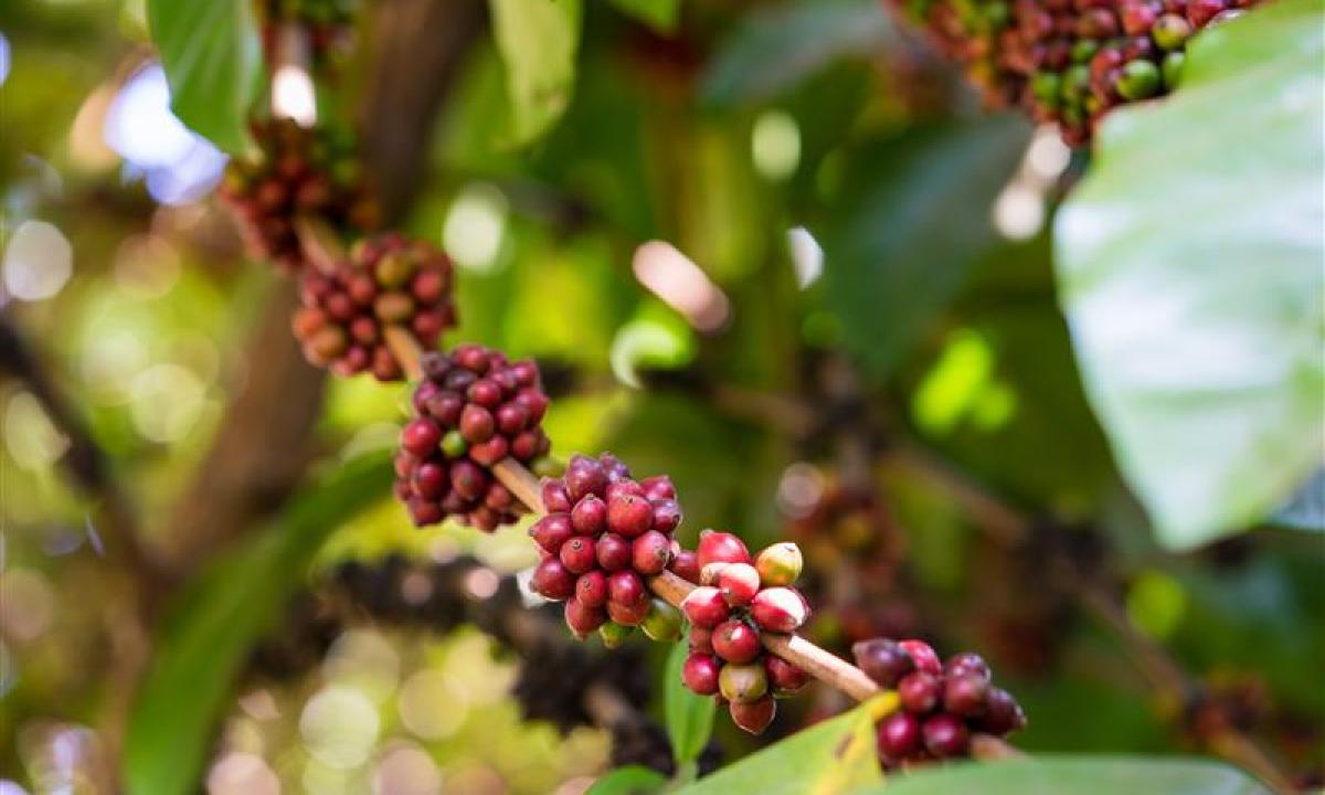 Excelsa Coffee