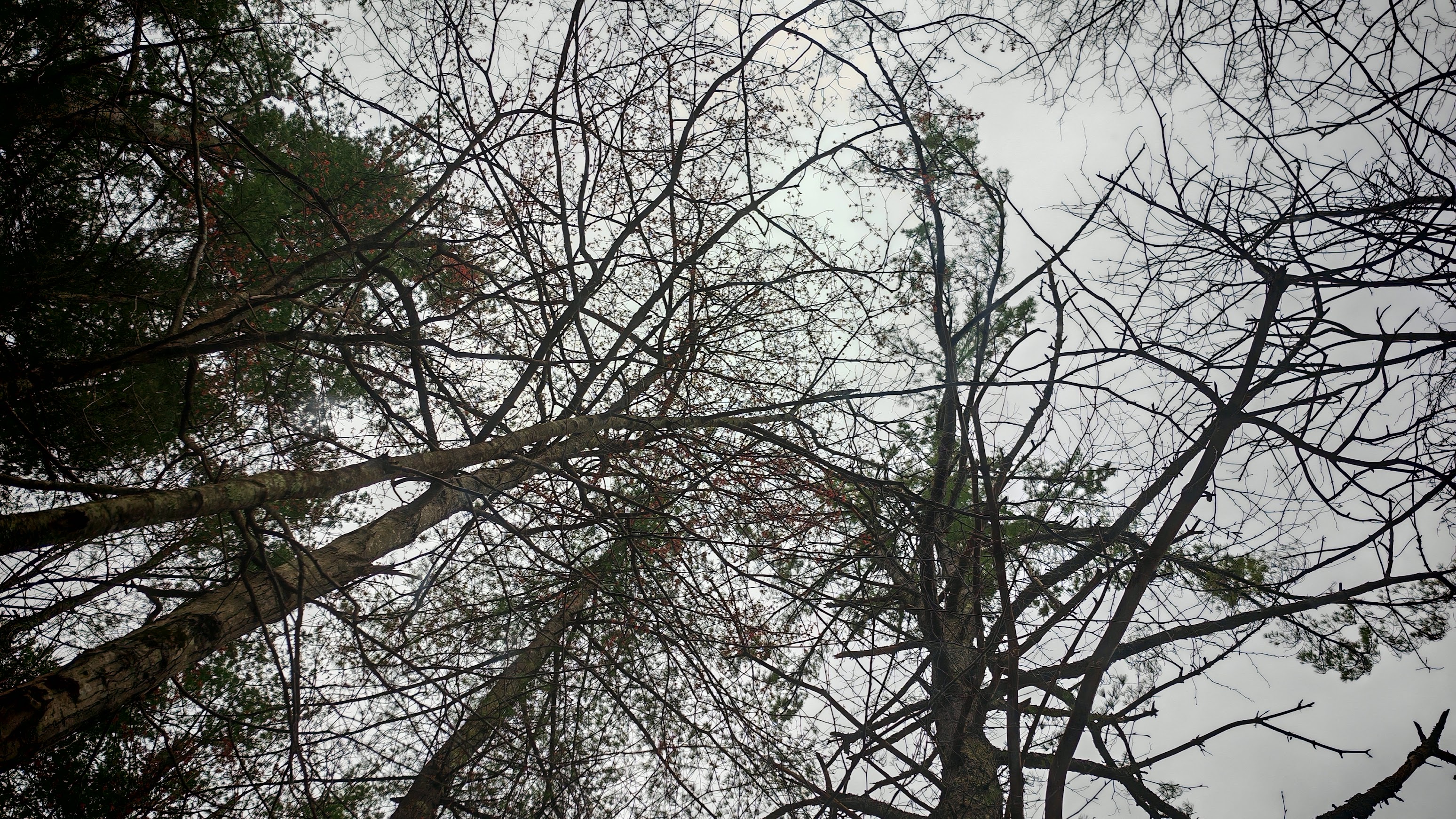The sky and trees through the sunroof of a Mazda CX-50