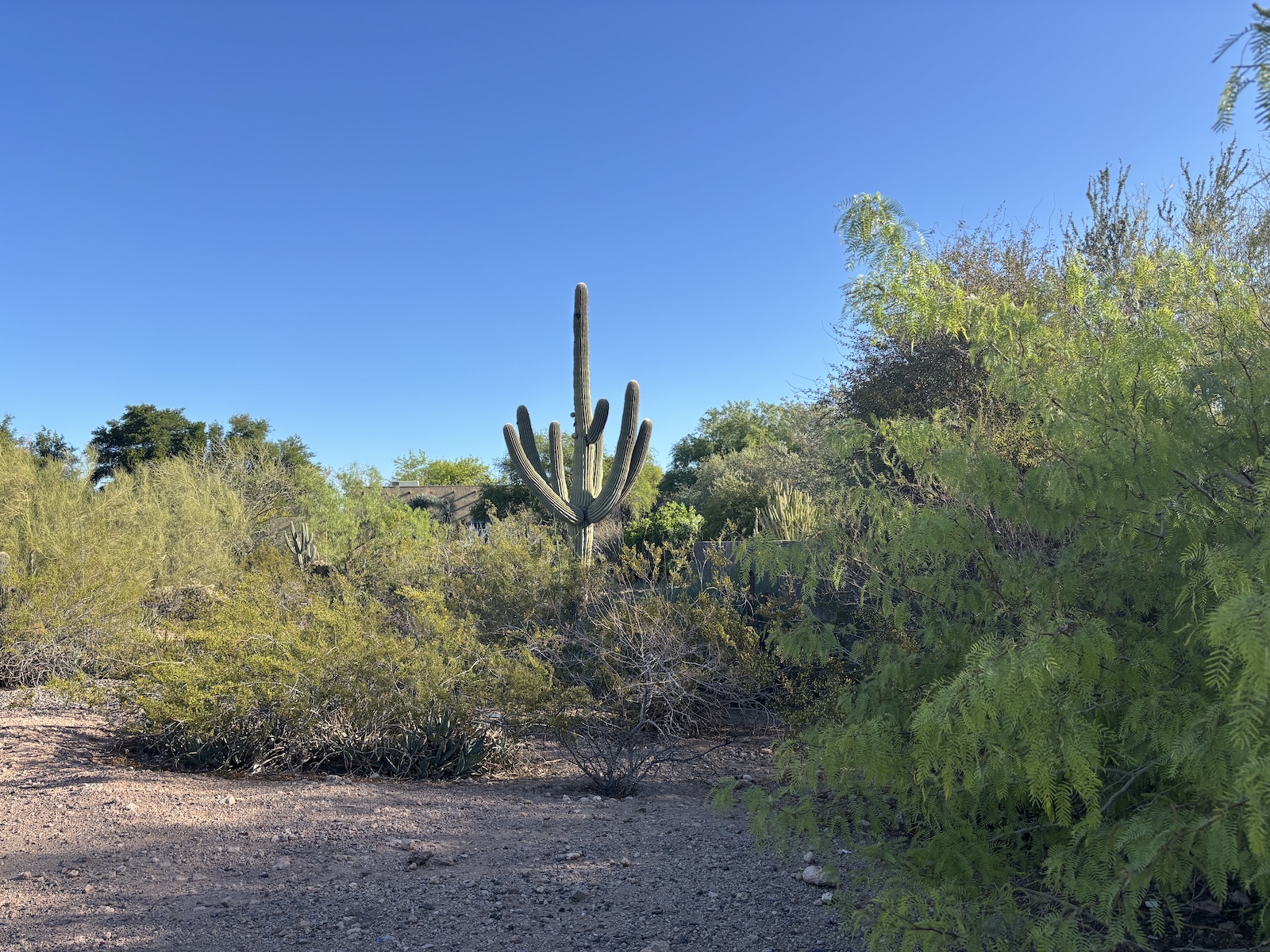 Desert Botanical Garden
