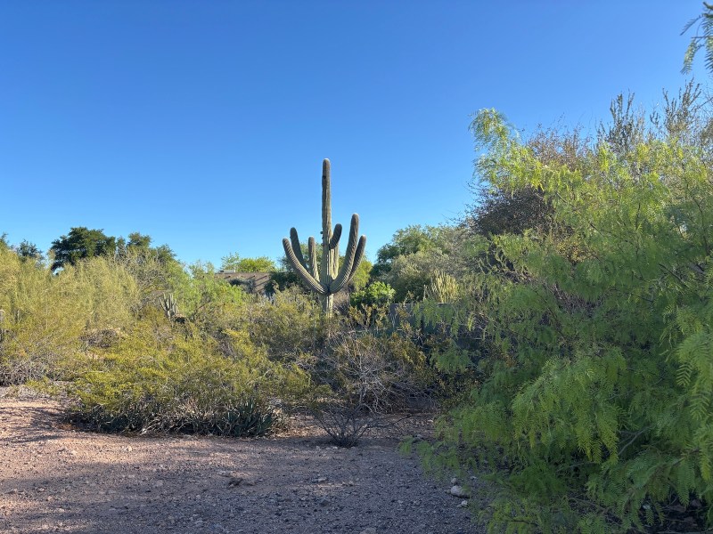 Desert Botanical Garden