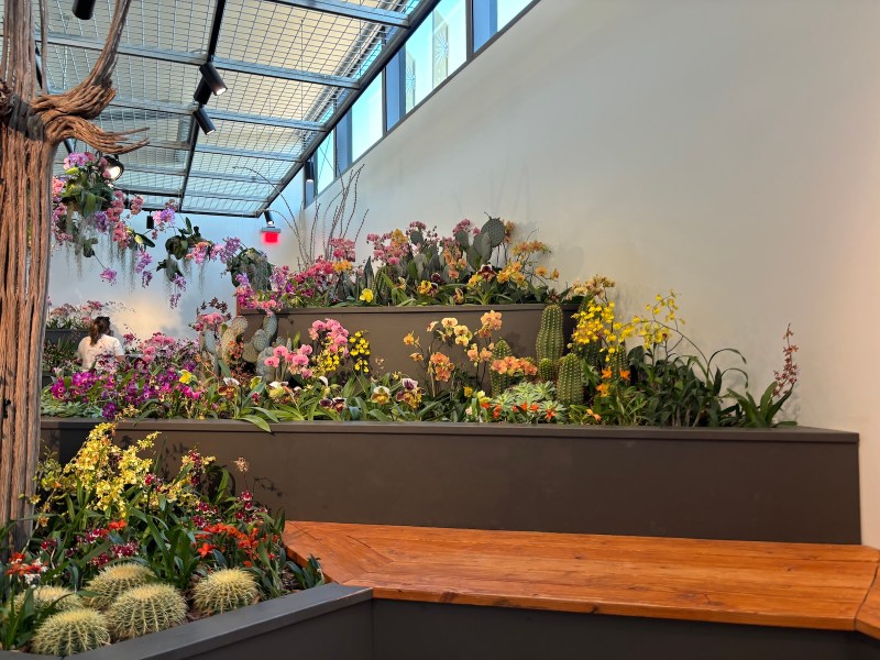 Desert Botanical Garden Orchid Fever