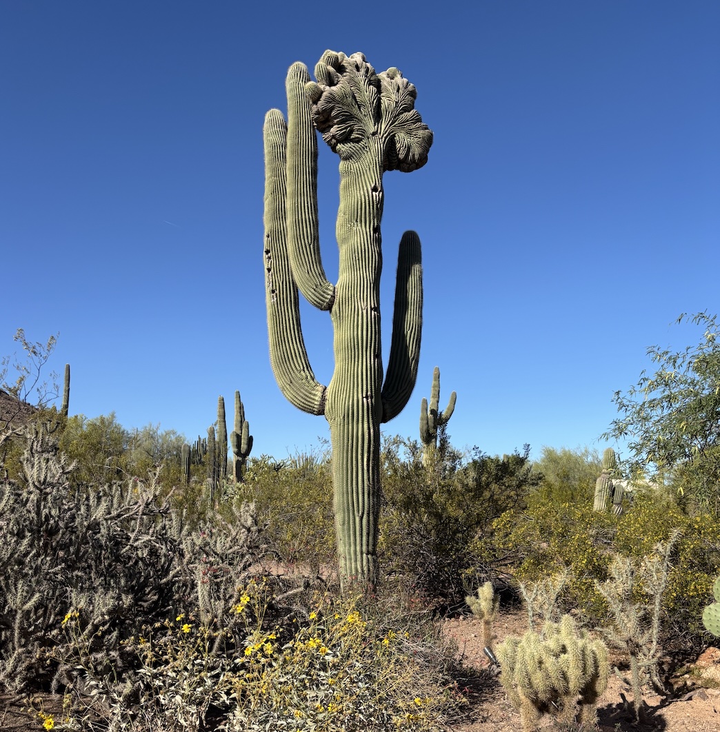 Desert Botanical Garden