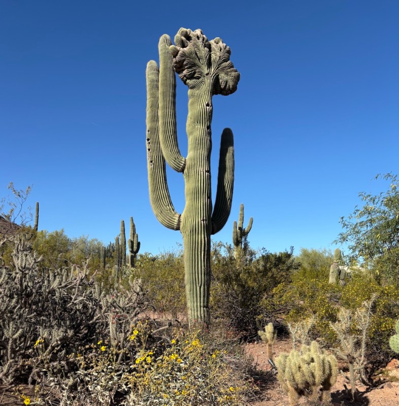 Desert Botanical Garden