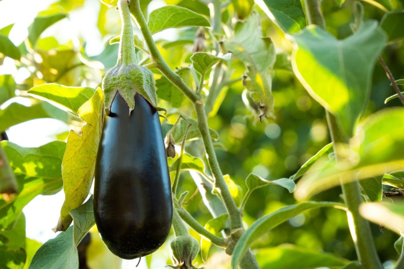 Eggplant.